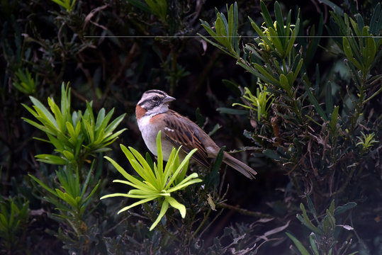 Rufous Collared Sparrow Perched On Branch