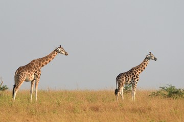 Rotschild giraffe, Murchison Falls National Park, Uganda
