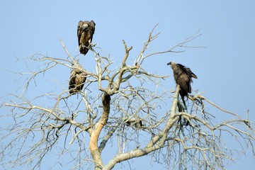White-backed vulture, Murchison Falls National Park, Uganda