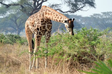 Naklejka na ściany i meble Rotschild giraffe, Murchison Falls National Park, Uganda