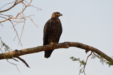 Tawny eagle, Murchison Falls National Park, Uganda