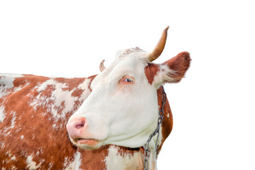 Spotted red and white cow with a big muzzle close up. Cow portrait.