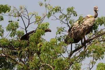 White-backed vulture, Murchison Falls National Park, Uganda