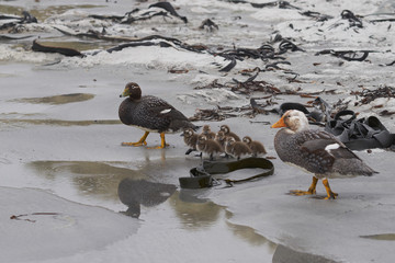 Falkland Steamer Duck (Tachyeres brachypterus) with chicks on a sandy beach on Sea Lion Island in the Falkland Islands