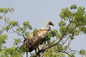 White-backed vulture, Murchison Falls National Park, Uganda