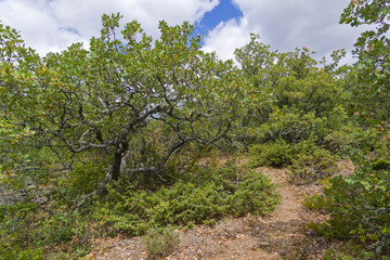 Fototapeta na wymiar Forest in the Crimean mountains.
