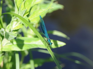 blaue Prachtlibelle auf einem blatt