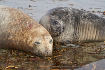 Female Southern Elephant Seal (Mirounga leonina) with her pup lying on a beach on Sea Lion Island...