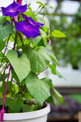 Closeup shoot of beautiful Morning Glory (ipomea) - Grandpa Ott in a greenhouse, purple flower with green leaves in the background, white pot