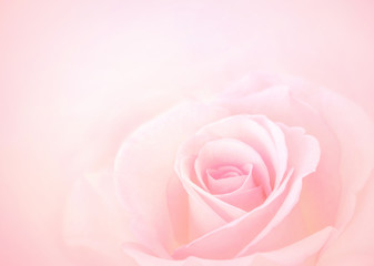 Pink Rose flower with blurred sofe pastel color background for love wedding and valentines day