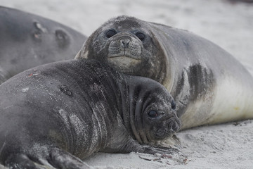 Southern Elephant Seal pups (Mirounga leonina) on the coast of Sea Lion Island in the Falkland Islands.