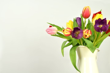 springtime - beginning of the year - tulips on colored background