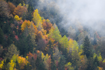 Obraz premium Bosco alpino in Autunno con nebbia