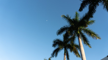 Fototapeta na wymiar Blue moon palm trees
