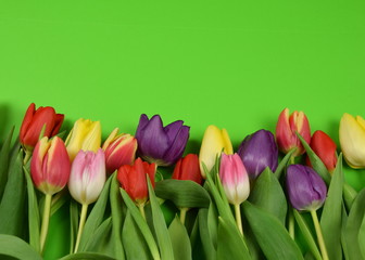 springtime - beginning of the year - tulips on colored background