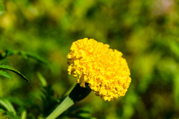 Yellow marigold flower (african marigolds, tagetes erecta) on a flowerbed