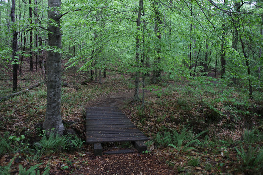 Forest trail with a small bridge in North Carolina, US