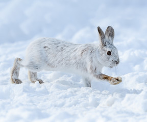 White Snowshoe Hare Running on Snow in Winter