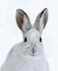 White Snowshoe Hare Closeup Portrait in Winter