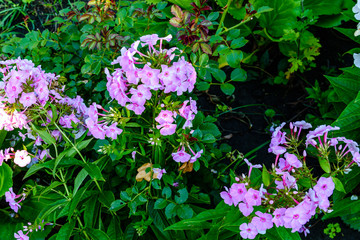 Purple phlox flowers on flowerbed at summer