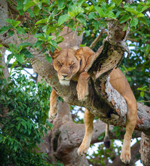 Tree Climbing Lion. Free wild lion is resting and sleeping while lying on a big tree in the Ishasha sector of the Queen Elizabeth National Park, Uganda - obrazy, fototapety, plakaty