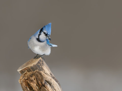 Blue Jay Perched on Snag in Winter