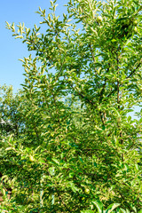 Obraz premium Apple tree with the unripe green fruits at summer