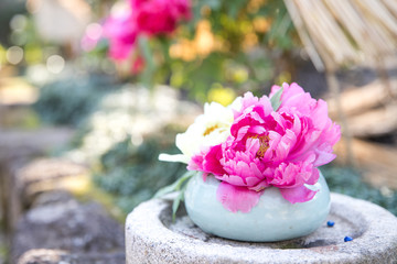 上野公園の牡丹　東京都台東区　日本