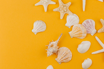  Dry starfish and shells on a yellow background copy space. Summer sea background with starfish and mollusk shells.