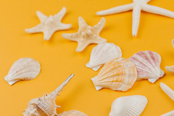  Dry starfish and shells on a yellow background copy space. Summer sea background with starfish and mollusk shells.