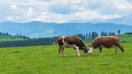 Fototapeta na wymiar Mountain meadow landscape with grazing calves. Agriculture concept.