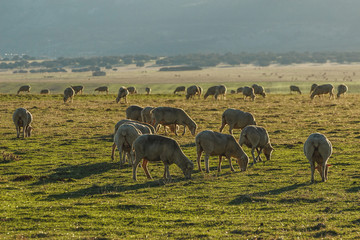 Sheep grazing in a green meadow. Extremadura, Spain