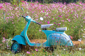 Green motorcycle at the cosmos flowers  field