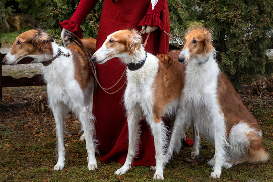 A woman in vintage clothes with with Russian borzoi dogs