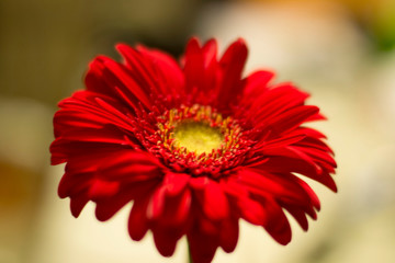 flowering plant and opening to a new life