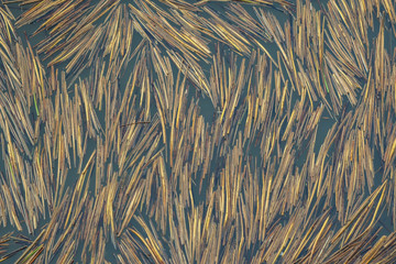 Dry cane in water texture or background for design