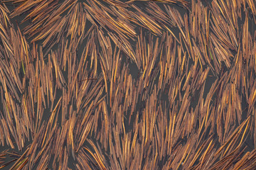 Reed floats in water natural background or texture for design. Vertical frame