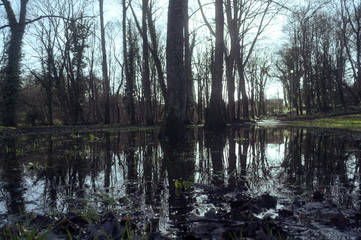 Fototapeta na wymiar Flood in the woods