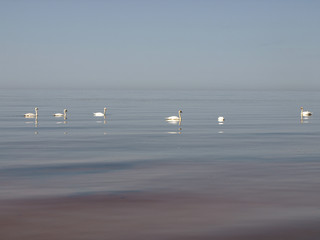 sunny seascape with clear calm water and swan silhouettes in the distance