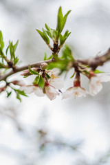 flowering tree with white flowers and unfocused background