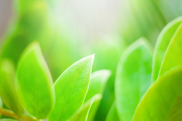 closeup nature view of green leaf on blurred background and sunlight, fresh wallpaper concept