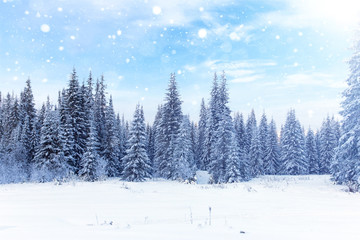 Winter forest sunset. Spruce forest in winter. Falling snow in the winter forest