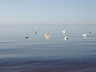 sunny seascape with clear calm water and swan silhouettes in the distance