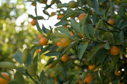 Fruits of Kumquat, on the branch