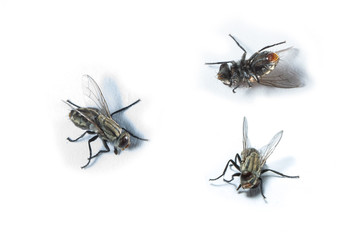 Macro closed up of the dead flies killed by insecticide.