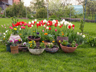 colorful flowers in different flower pots in the home yard