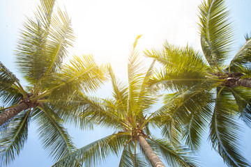 tropical palm leaf background, coconut palm trees perspective view