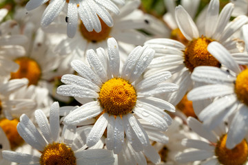 Beautiful large wild daisies with water drops