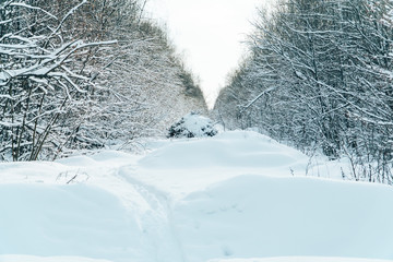 ski track in a beautiful fairytale winter forest