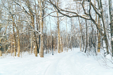 fabulously beautiful winter forest in the rays of the setting sun